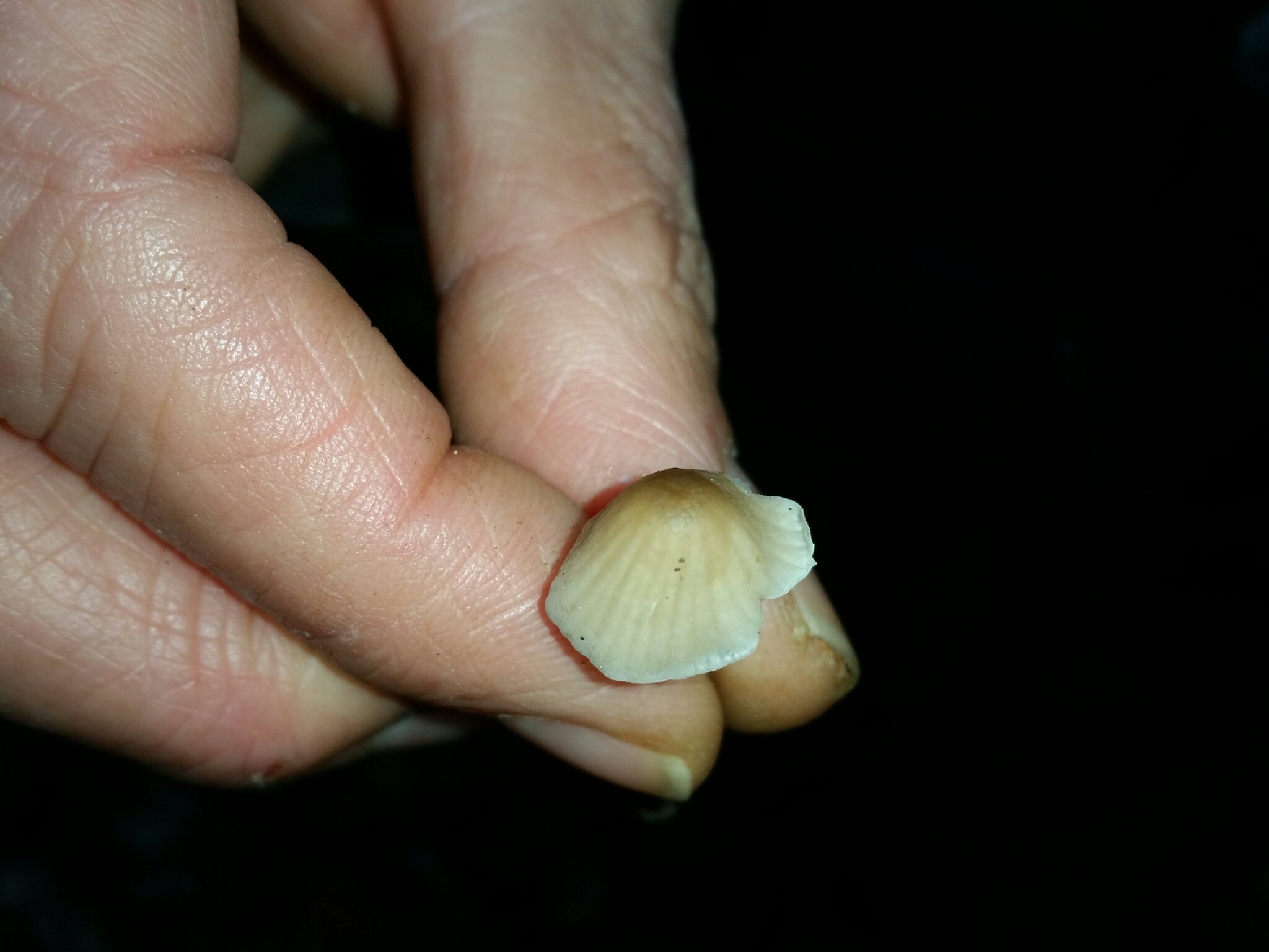 Mycena galopus var. galopus image