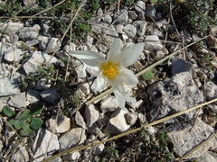 Crocus cancellatus mazziaricus