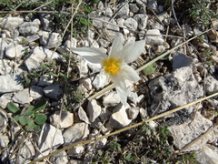 Crocus cancellatus mazziaricus