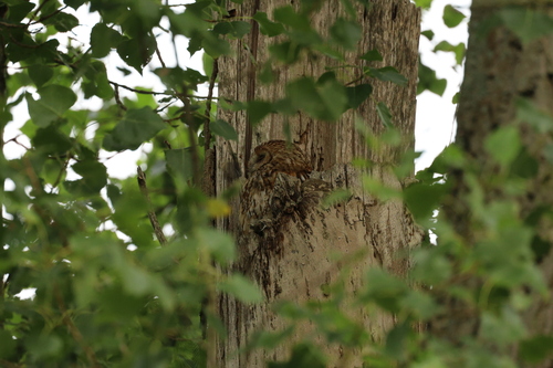 View observation of {o.common_name} on iNaturalist
