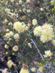 Melaleuca thymoides