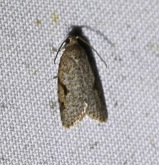 Meritastis piperata
