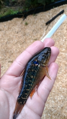 Dormitator maculatus