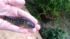 Dormitator maculatus