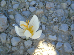 Crocus cancellatus mazziaricus