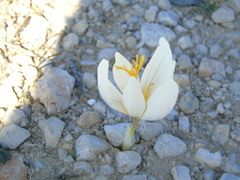 Crocus cancellatus mazziaricus