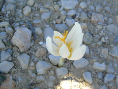 Crocus cancellatus mazziaricus
