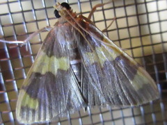 Rehimena phrynealis