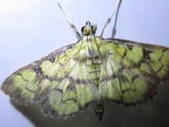 Goniorhynchus exemplaris