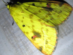 Rhyparioides subvaius