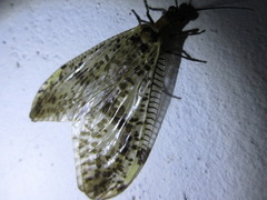 Neochauliodes formosanus