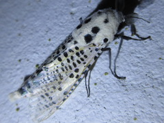 Zeuzera multistrigata