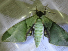 Callambulyx tatarinovii