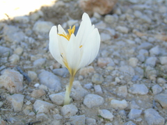 Crocus cancellatus mazziaricus