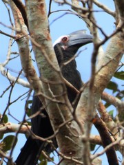 Anthracoceros malayanus
