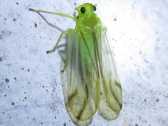 Catullia vittata