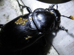 Nicrophorus concolor