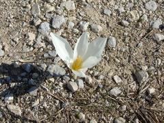 Crocus cancellatus mazziaricus