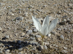 Crocus cancellatus mazziaricus