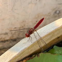 Crocothemis