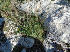 Armeria canescens
