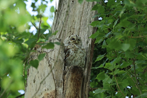 View observation of {o.common_name} on iNaturalist