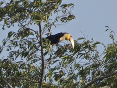 Rhyticeros subruficollis