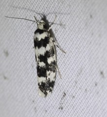 Lichenaula melanoleuca