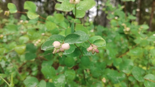 Common Snowberry