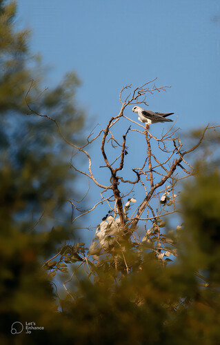 Black-winged Kite