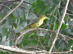 Aegithina lafresnayei