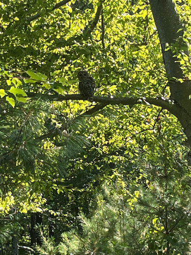 View observation of {o.common_name} on iNaturalist