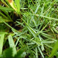 Dianthus gratianopolitanus