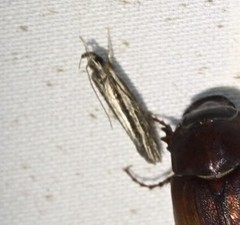 Leptosaces schistopa