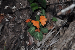 Crossandra zuluensis
