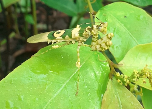 Common Spiny Flower Mantis