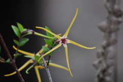 Strophanthus