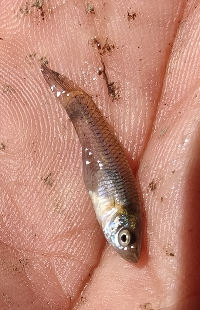 Blotched Gambusia