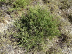 Juniperus turbinata