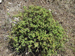 Cistus salviifolius