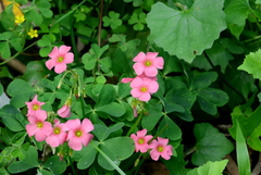 Oxalis semiloba