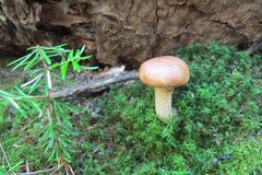Suillus subalutaceus