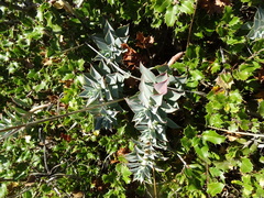 Euphorbia rigida