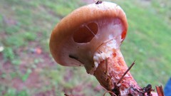 Suillus salmonicolor
