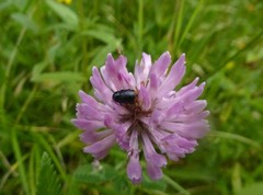 Cryptocephalus biguttatus