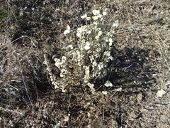 Pseudodictamnus acetabulosus