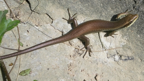 Longtail Mabuya, photo 4 of 10