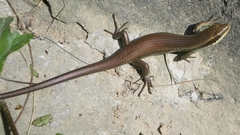 Long-Tailed Sun Skink photo 4