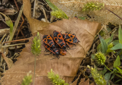 Pyrrhocoris apterus