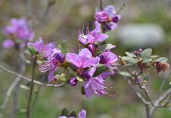 Rhododendron ledebourii